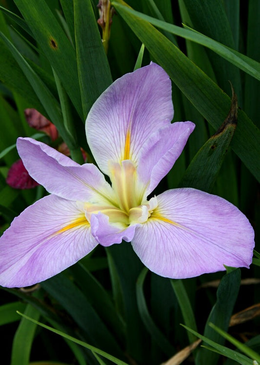 Image of Iris x louisiana 'Professor Paul'||