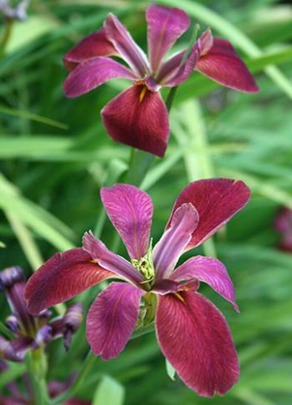 Image of Iris nelsonii|Juniper Level Botanic Gdn, NC|JLBG