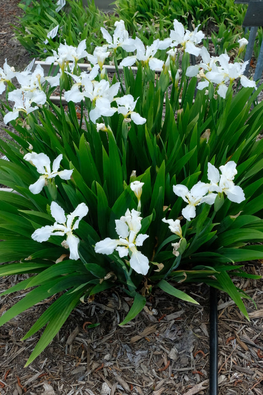 Image of Iris tectorum 'Alba'taken at Juniper Level Botanic Gdn, NC by JLBG