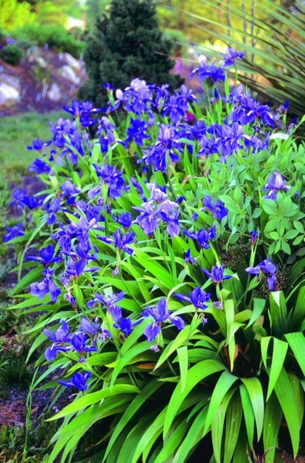 Image of Iris tectorum 'China Blue'|Juniper Level Botanic Gdn, NC|JLBG