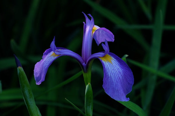 Image of Iris tridentata ||