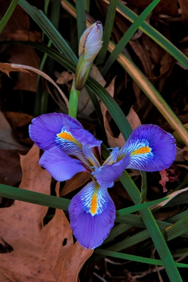 Image of Iris unguicularis 'Mary Barnard'|Elsley Gdn, SC|J. Elsley