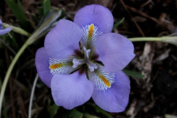 Image of Iris unguicularis 'Mary Barnard'|Juniper Level Botanic Gdn, NC|JLBG