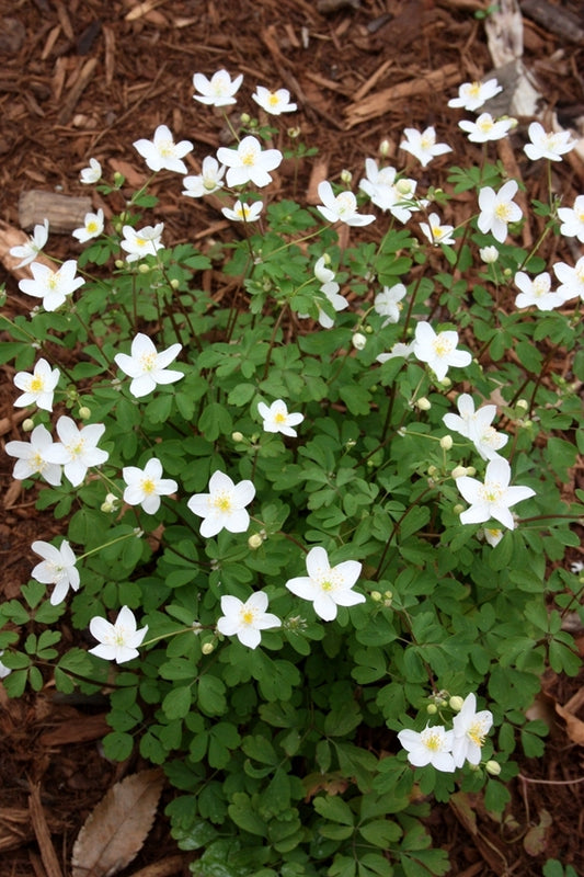 Image of Isopyrum biternatum 'Northern Star'|Juniper Level Botanic Gdn, NC|JLBG