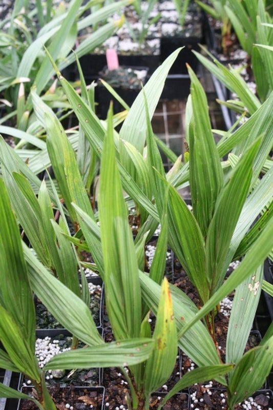 Image of Jubautia splendens 'Dick Douglas' F2|Juniper Level Botanic Gdn, NC|JLBG