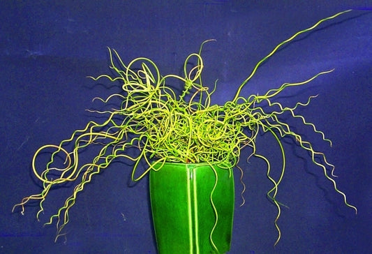 Image of Juncus effusus 'Blonde Ambition'|Terra Nova Nurseries, OR|Terra Nova Nurseries