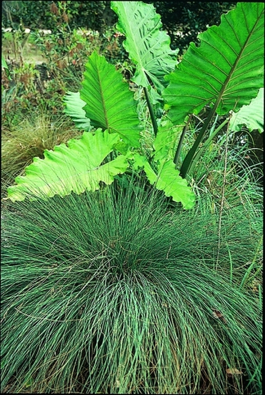 Image of Juncus inflexus 'Lovesick Blues'|Juniper Level Botanic Gdn, NC|JLBG