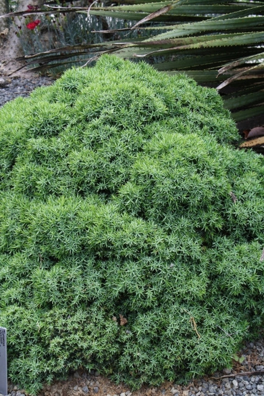 Image of Juniperus chinensis 'Echiniformis'|Juniper Level Botanic Gdn, NC|JLBG