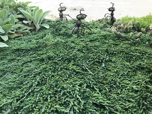 Image of Juniperus horizontalis 'Pancake'taken at H. Hansen Gdn, MI by H. Hansen