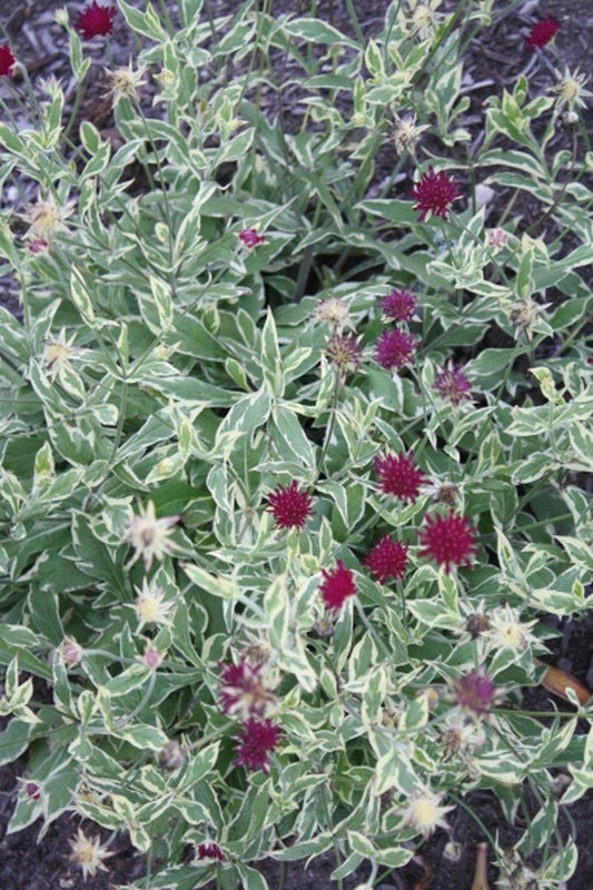 Image of Knautia macedonica 'Thunder and Lightning' PP 21,437|Juniper Level Botanic Gdn, NC|JLBG