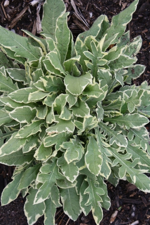 Image of Knautia macedonica 'Thunder and Lightning' PP 21,437|Juniper Level Botanic Gdn, NC|JLBG