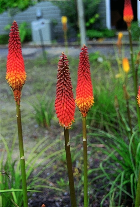 Image of Kniphofia 'Alcazar'|Juniper Level Botanic Gdn, NC|JLBG