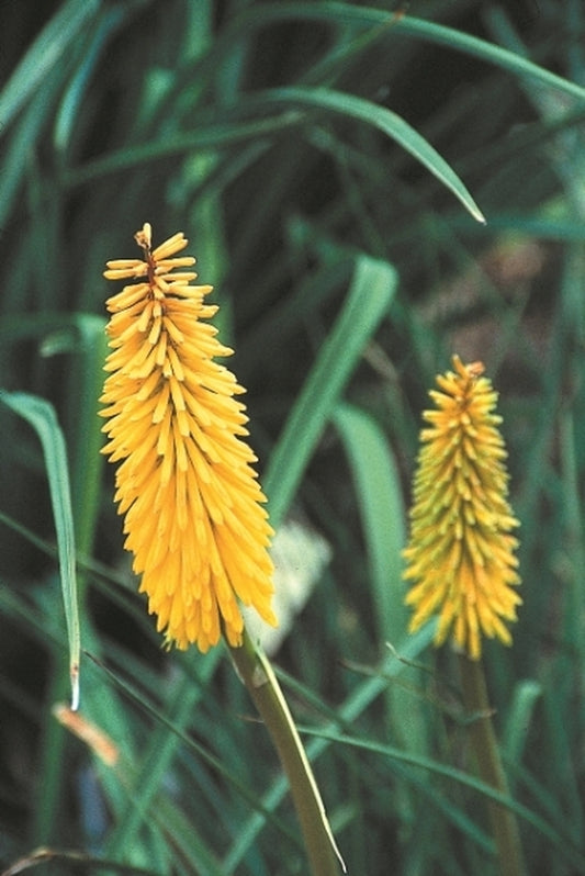 Image of Kniphofia 'Bleached Blonde'|Juniper Level Botanic Gdn, NC|JLBG
