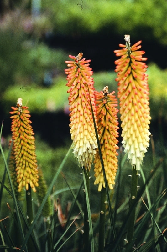 Image of Kniphofia 'Cobra'|Juniper Level Botanic Gdn, NC|JLBG