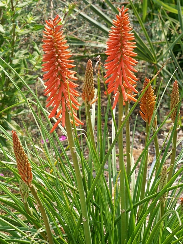 Image of Kniphofia 'Nancy's Red'||