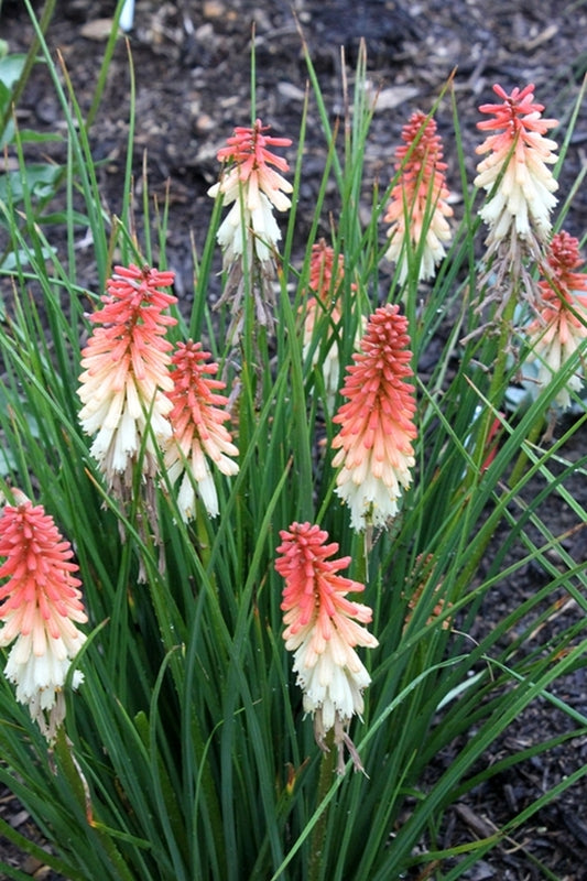 Image of Kniphofia 'Orange Vanilla Popsicle' PP 24,292|Juniper Level Botanic Gdn, NC|JLBG