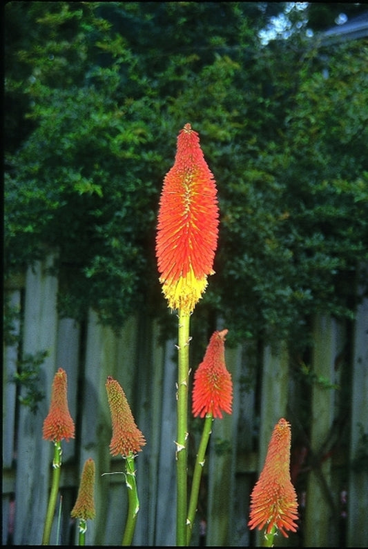 Image of Kniphofia 'Prince Igor'|Juniper Level Botanic Gdn, NC|JLBG