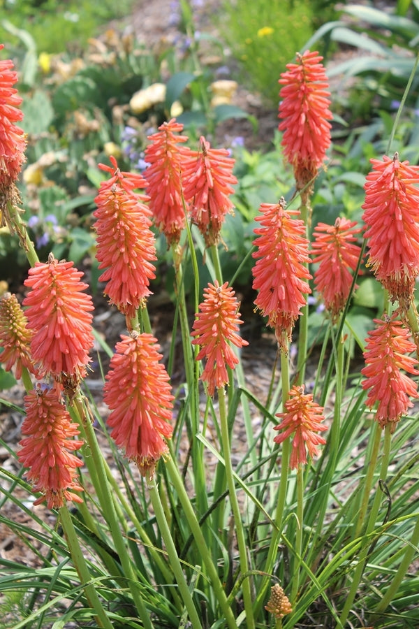 Image of Kniphofia 'Redhot Popsicle' PP 24,036|Juniper Level Botanic Gdn, NC|JLBG