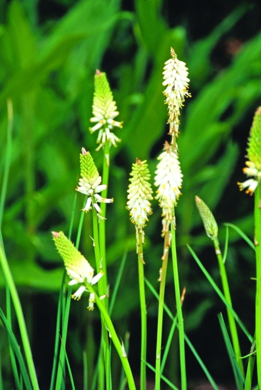 Image of Kniphofia buchananii|Juniper Level Botanic Gdn, NC|JLBG
