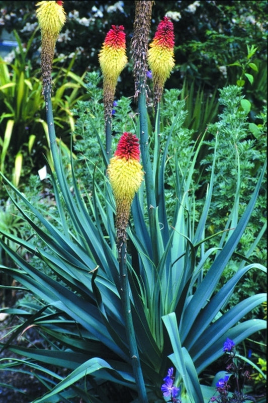 Image of Kniphofia caulescens|Heronswood, WA|