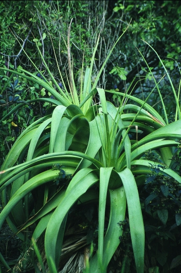 Image of Kniphofia northiae|Cotswald Gdns, UK|