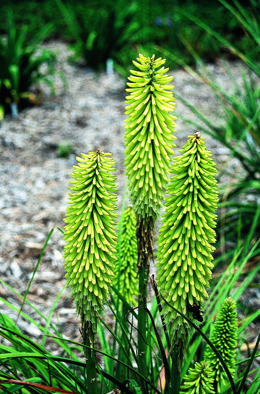 Image of Kniphofia pumila|Juniper Level Botanic Gdn, NC|JLBG