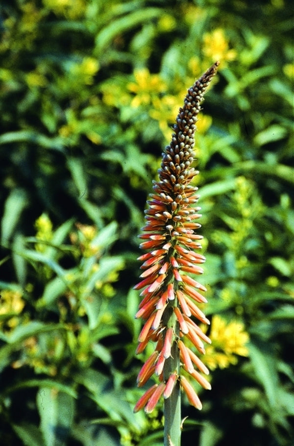 Image of Kniphofia sarmentosa|Juniper Level Botanic Gdn, NC|JLBG