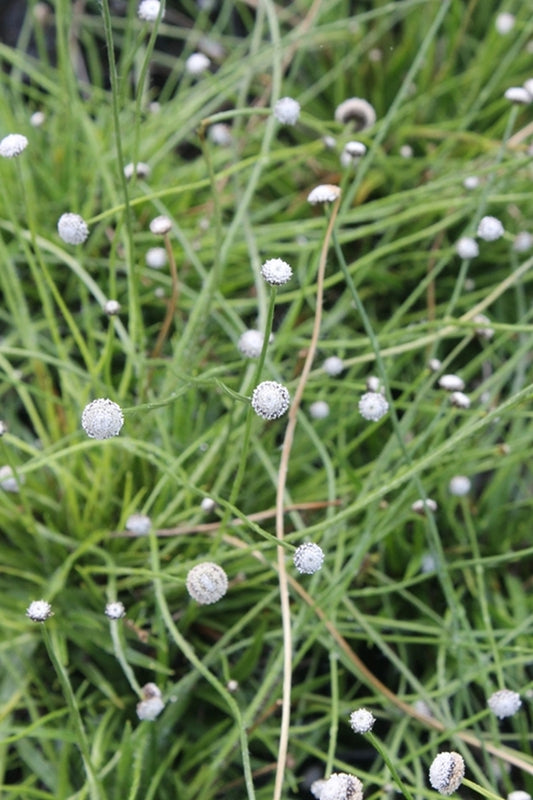 Image of Lachnocaulon anceps 'Marion Fairy'||