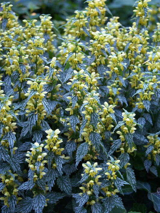 Image of Lamium galeobdolon 'Herman's Pride'|Bluestone Perennials|Bluestone Perennials