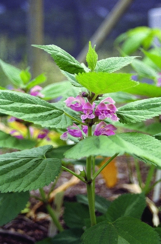 Image of Lamium orvala 'Silva'|Juniper Level Botanic Gdn, NC|JLBG