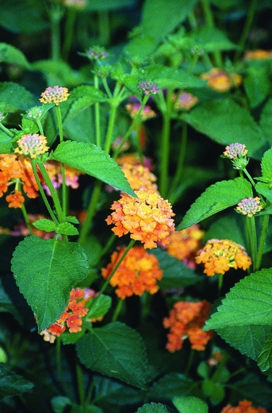 Image of Lantana camara 'Samson' PP 12,705|Juniper Level Botanic Gdn, NC|JLBG