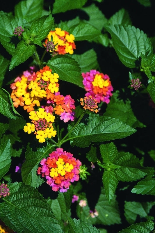 Image of Lantana camara 'Sonrise' PP 10,856|Juniper Level Botanic Gdn, NC|JLBG