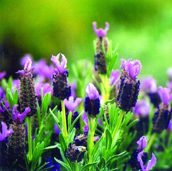 is lavender a winter plant Learn about Lavandula stoechas 'Winter Bee' PPAF | Spanish Lavender