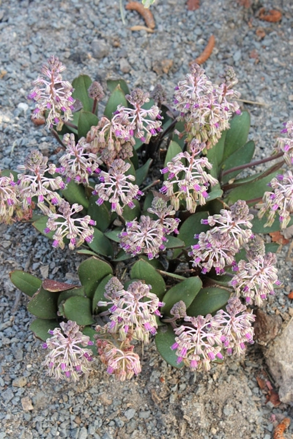 Image of Ledebouria ovalifolia 'Dawie Human'|Juniper Level Botanic Gdn, NC|JLBG