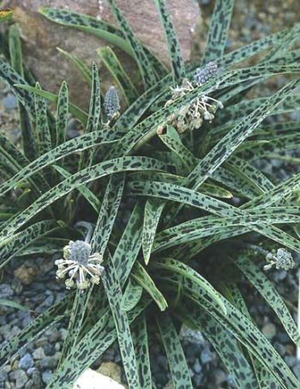 Image of Ledebouria sp. nov. 'Gary Hammer'|Juniper Level Botanic Gdn, NC|JLBG