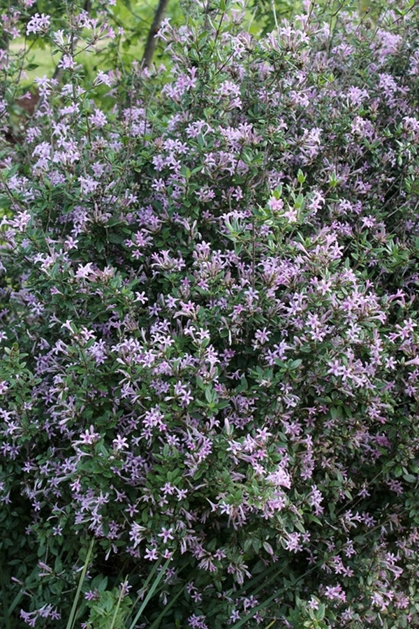 Image of Leptodermis oblonga 'Baby Lilac'|Juniper Level Botanic Gdn, NC|JLBG