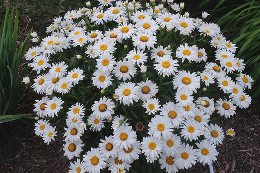 Image of Leucanthemum x superbum 'Whoops-a-Daisy' PP 27,259taken at Juniper Level Botanic Gdn, NC by JLBG