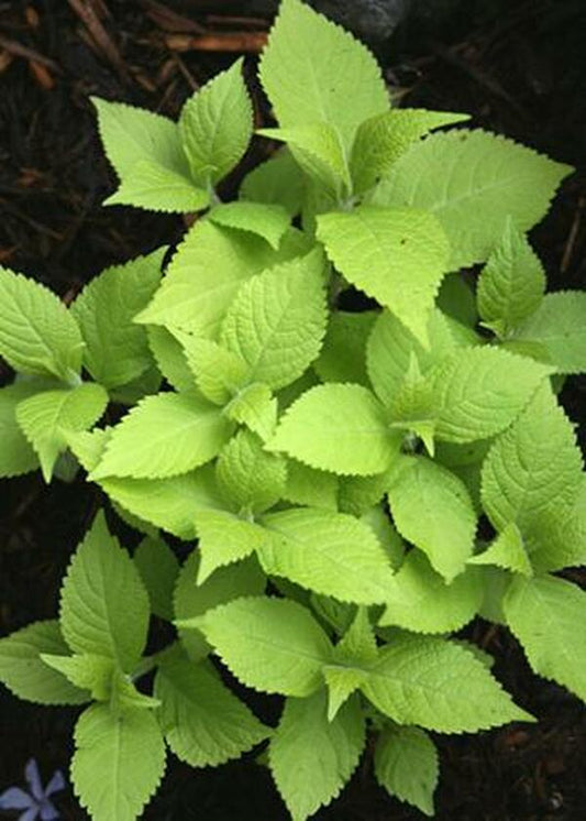 Image of Leucosceptrum japonicum 'Gold Angel'|Juniper Level Botanic Gdn, NC|JLBG