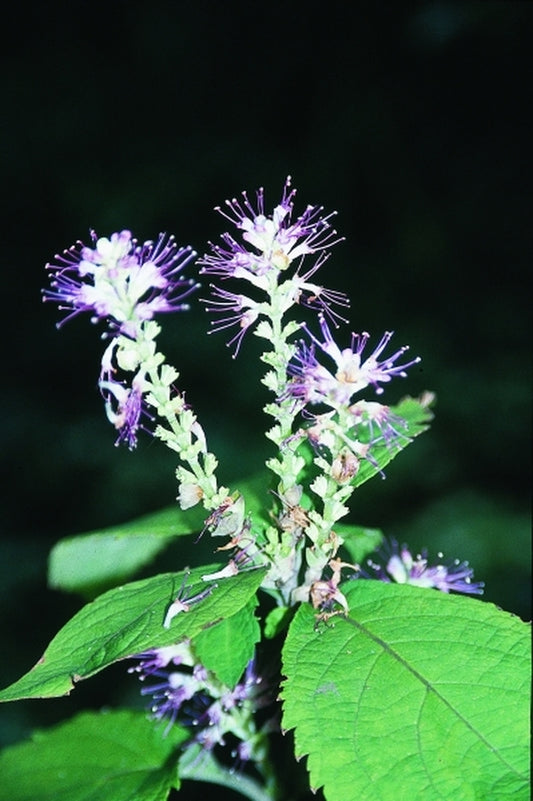 Image of Leucosceptrum stellipila|Juniper Level Botanic Gdn, NC|JLBG
