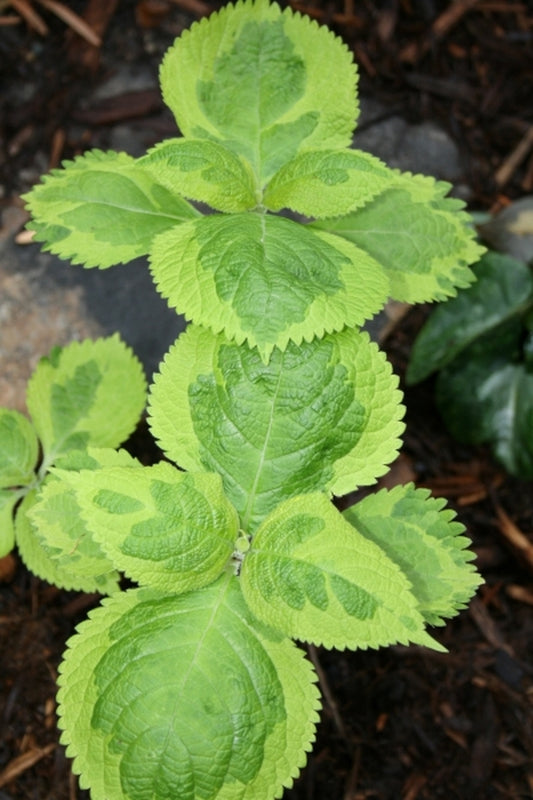 Image of Leucosceptrum stellipilum 'October Moon'|Juniper Level Botanic Gdn, NC|JLBG