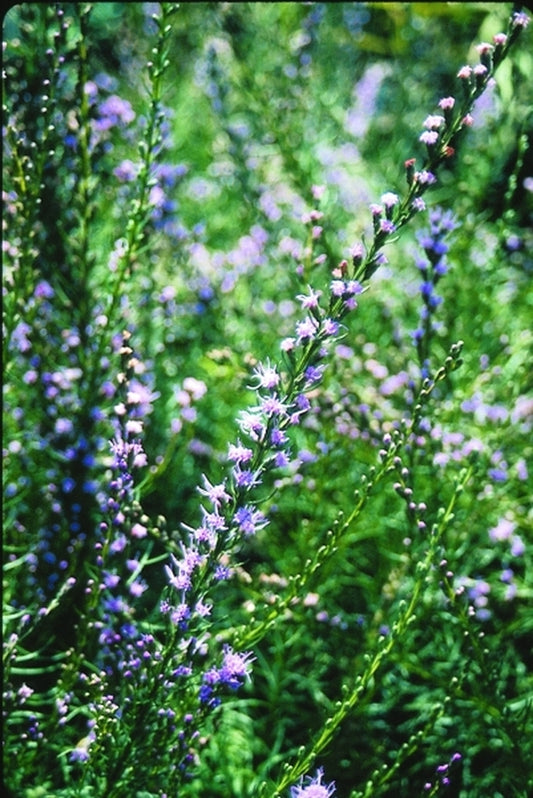 Image of Liatris microcephala taken at Juniper Level Botanic Gdn, NC by JLBG