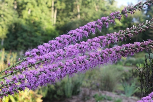 Image of Liatris sp. 'Georgia Giant'|Juniper Level Botanic Gdn, NC|JLBG