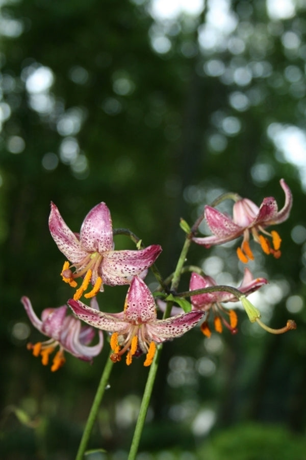 short lily flower Lilium Chernova