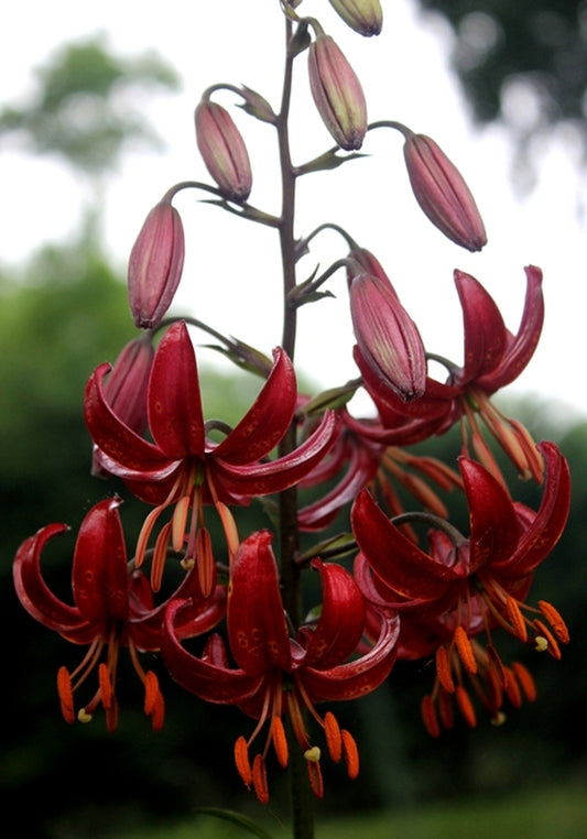 Image of Lilium 'Claude Shride'||