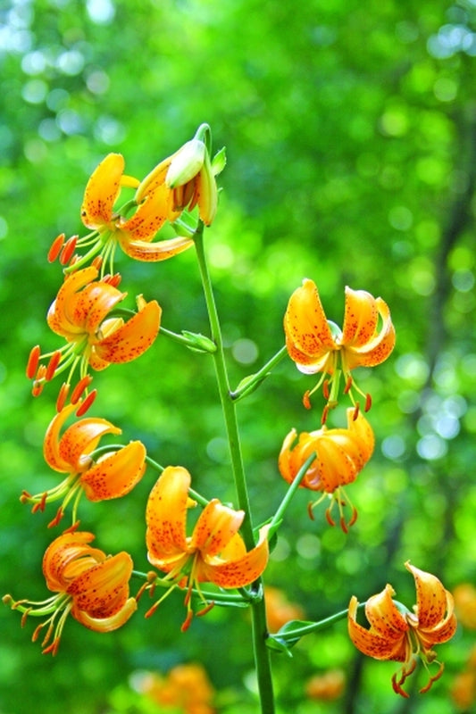 Image of Lilium 'Fort Knox'|Juniper Level Botanic Gdn, NC|JLBG