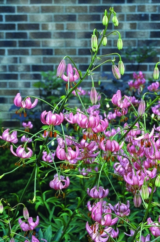 Image of Lilium 'Margaret Mauve'|H. Hansen Gdn, MN|H. Hansen