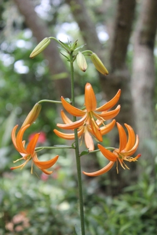Image of Lilium 'Orange Marmalade'||