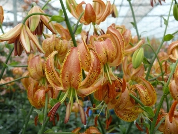 gold lily flower Lilium Peppard Gold