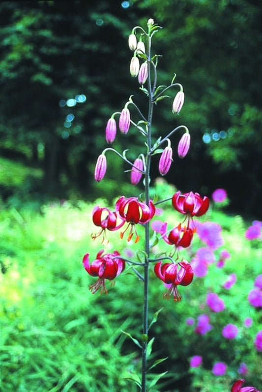 Image of Lilium 'Sarcee'|H. Hansen Gdn, MN|H. Hansen