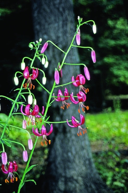 Image of Lilium 'Strawberry Wine'|H. Hansen Gdn, MN|H. Hansen